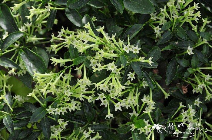 洋素馨Cestrum nocturnum 洋素馨Cestrum nocturnum