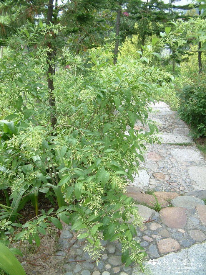 洋素馨Cestrum nocturnum 洋素馨Cestrum nocturnum