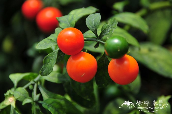 冬珊瑚Solanum pseudocapsicum var. diflorum 冬珊瑚Solanum pseudocapsicum var. diflorum