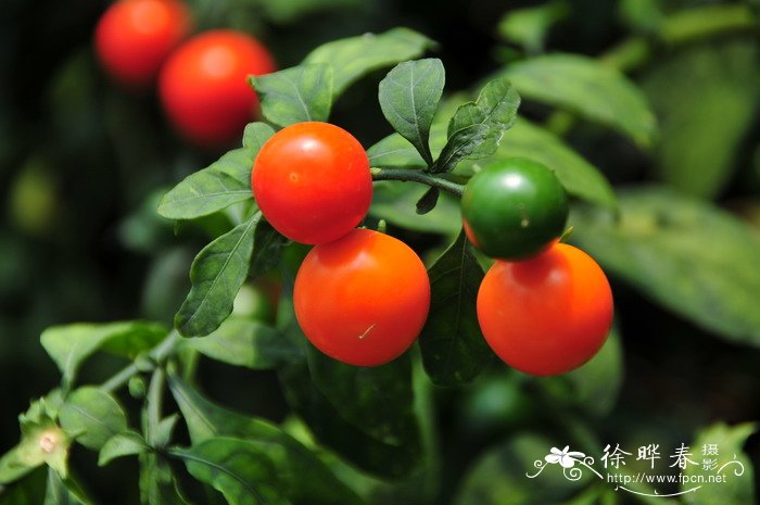 冬珊瑚Solanum pseudocapsicum var. diflorum