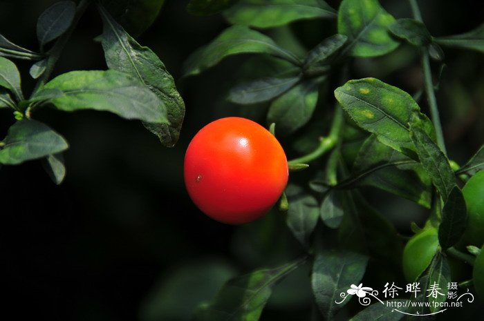 冬珊瑚Solanum pseudocapsicum var. diflorum 冬珊瑚Solanum pseudocapsicum var. diflorum