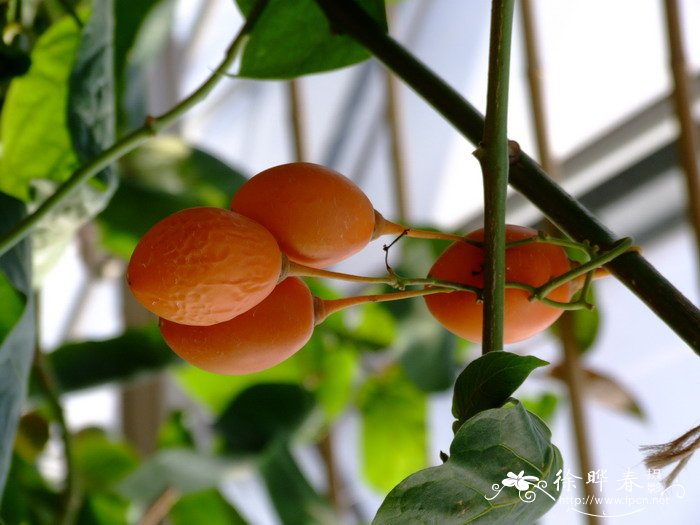 树番茄Cyphomandra betacea 树番茄Cyphomandra betacea
