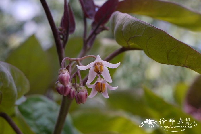树番茄Cyphomandra betacea 树番茄Cyphomandra betacea