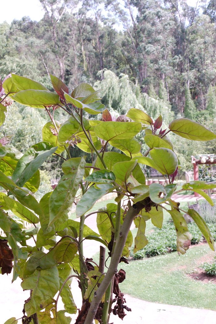 树番茄Cyphomandra betacea 树番茄Cyphomandra betacea