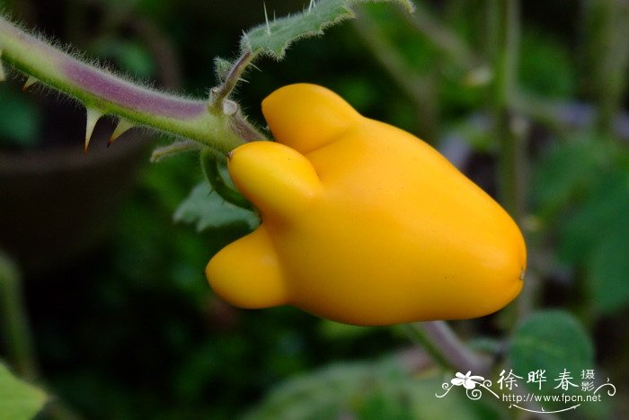 乳茄Solanum mammosum 乳茄Solanum mammosum