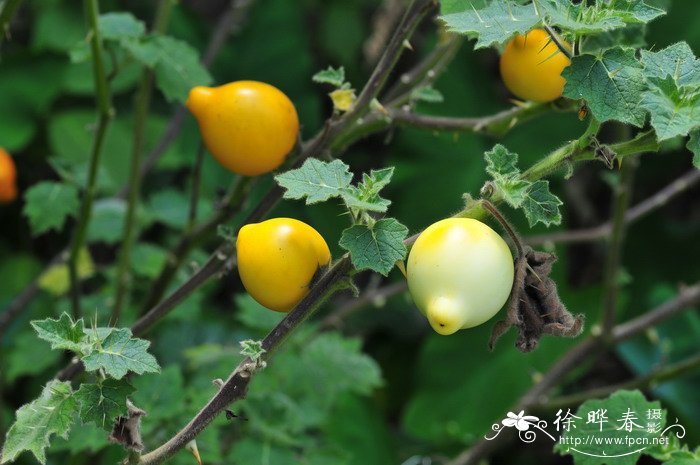 乳茄Solanum mammosum 乳茄Solanum mammosum