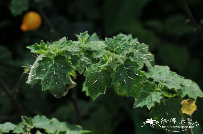 乳茄Solanum mammosum 乳茄Solanum mammosum