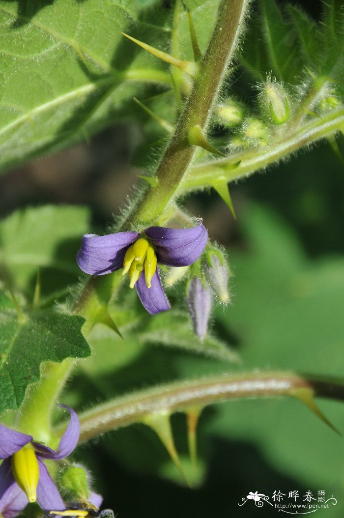 乳茄Solanum mammosum 乳茄Solanum mammosum