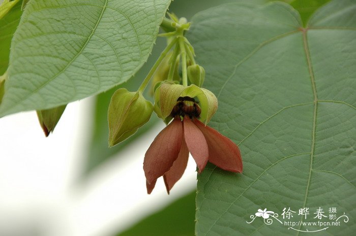 昂天莲Abroma augusta 昂天莲Abroma augusta
