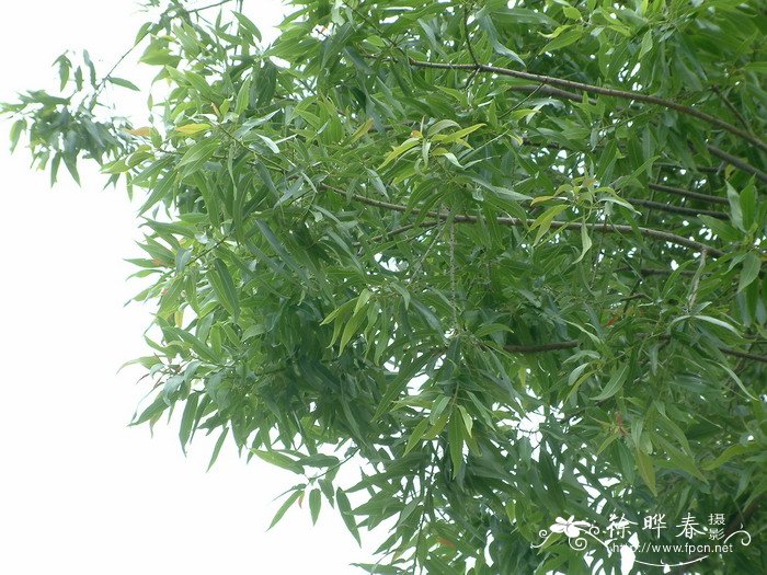昆士兰瓶树Brachychiton rupestris 昆士兰瓶树Brachychiton rupestris