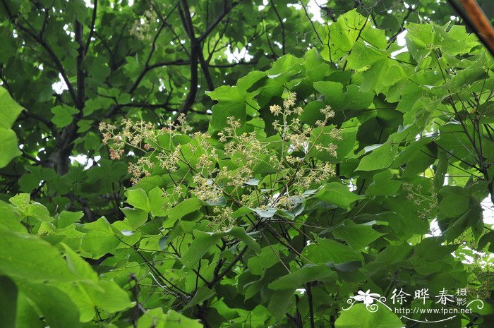 梧桐Firmiana simplex 梧桐Firmiana simplex