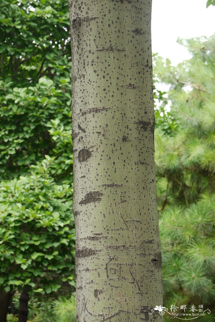 梧桐Firmiana simplex 梧桐Firmiana simplex