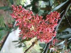 长柄银叶树Heritiera angustata