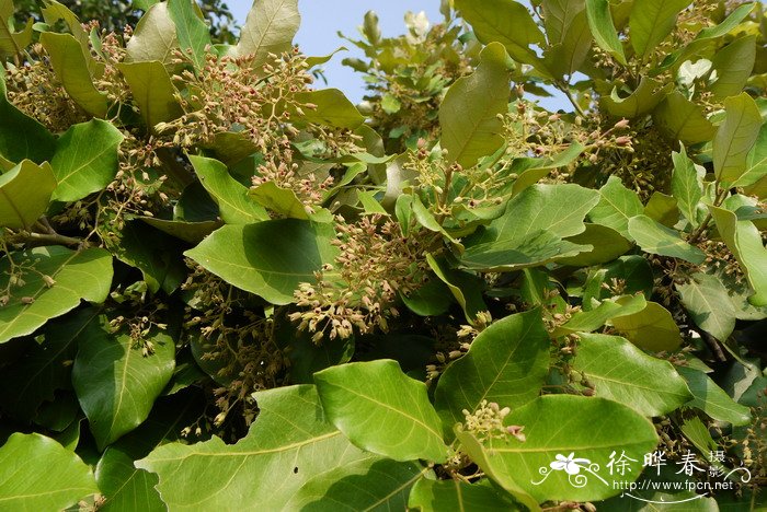 银叶树Heritiera littoralis 银叶树Heritiera littoralis