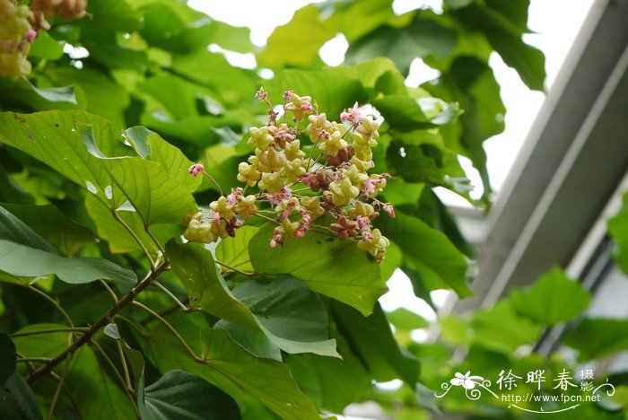鹧鸪麻Kleinhovia hospita 鹧鸪麻Kleinhovia hospita