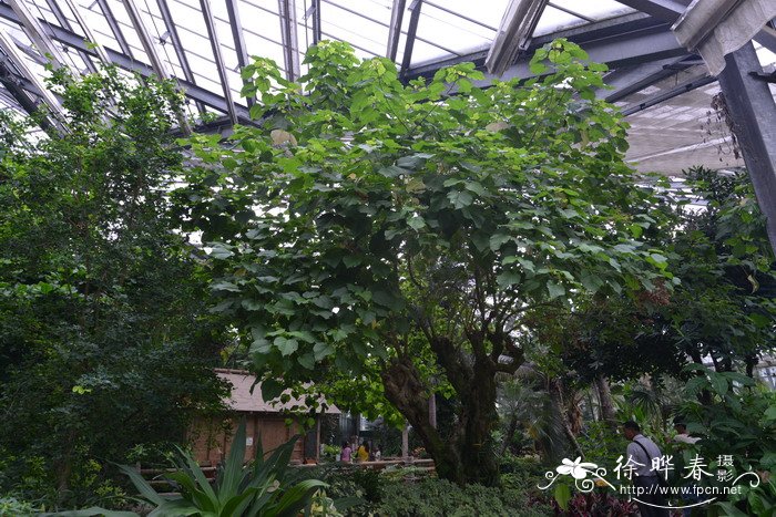 鹧鸪麻Kleinhovia hospita 鹧鸪麻Kleinhovia hospita