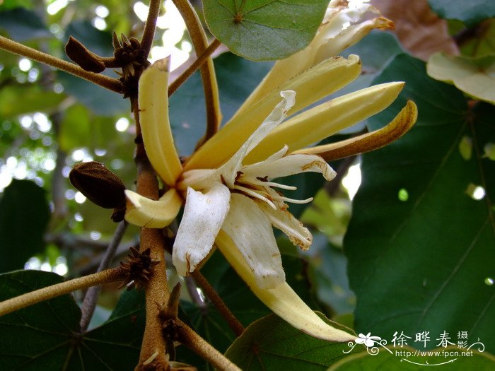 槭叶翅子树Pterospermum acerifolium 槭叶翅子树Pterospermum acerifolium
