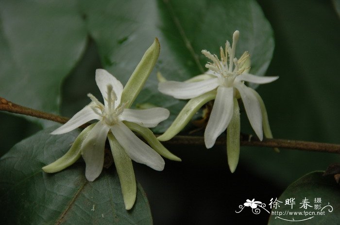 翻白叶树pterospermumheterophyllum