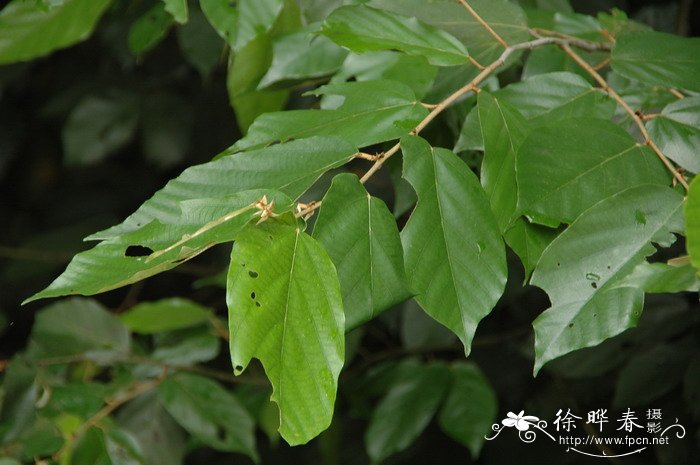 翻白叶树pterospermumheterophyllum