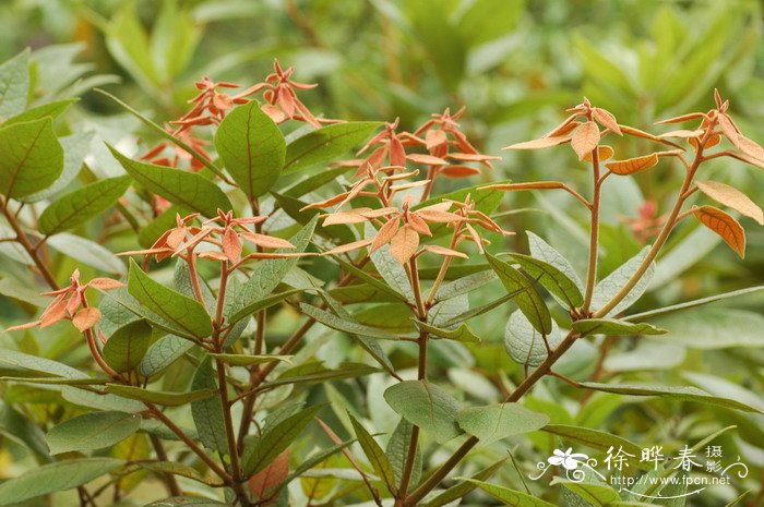梭罗木Reevesia pubescens 梭罗木Reevesia pubescens
