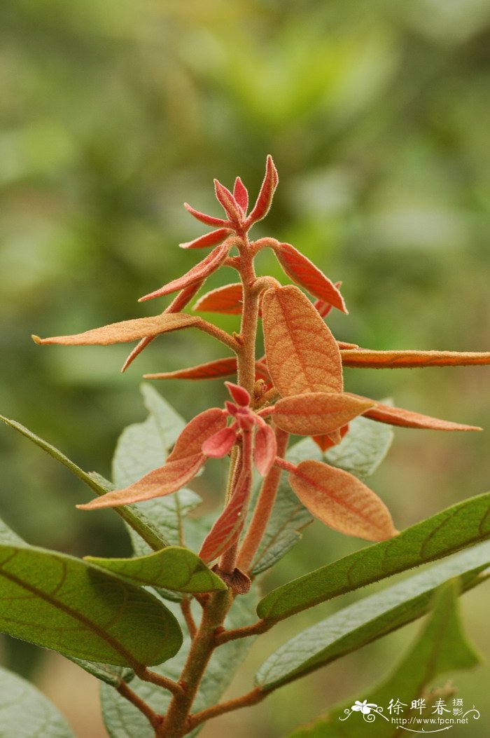 梭罗木Reevesia pubescens 梭罗木Reevesia pubescens