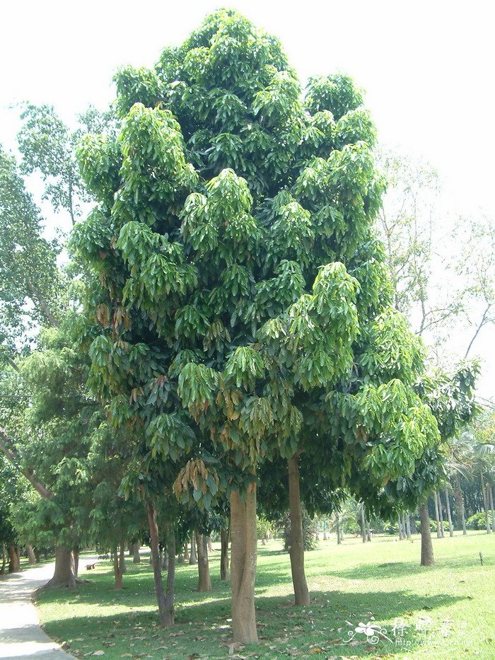 长粒胖大海Scaphium lychnophorum 长粒胖大海Scaphium lychnophorum