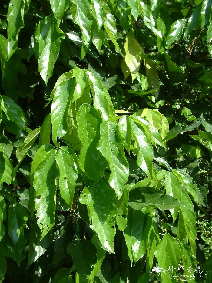 胖大海Scaphium scaphigerum 胖大海Scaphium scaphigerum