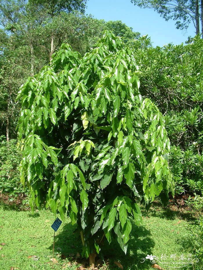 胖大海Scaphium scaphigerum 胖大海Scaphium scaphigerum