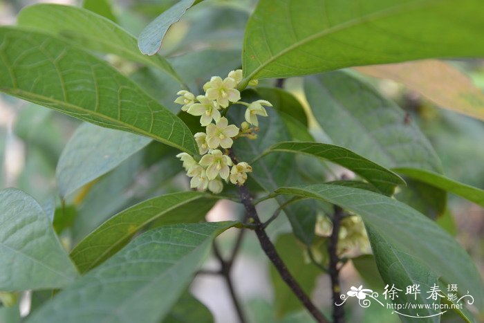 海南苹婆 Sterculia hainanensis 海南苹婆 Sterculia hainanensis