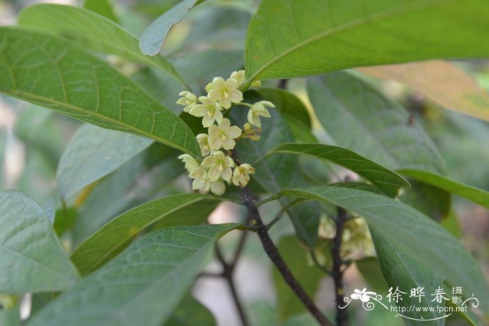 海南苹婆  Sterculia hainanensis