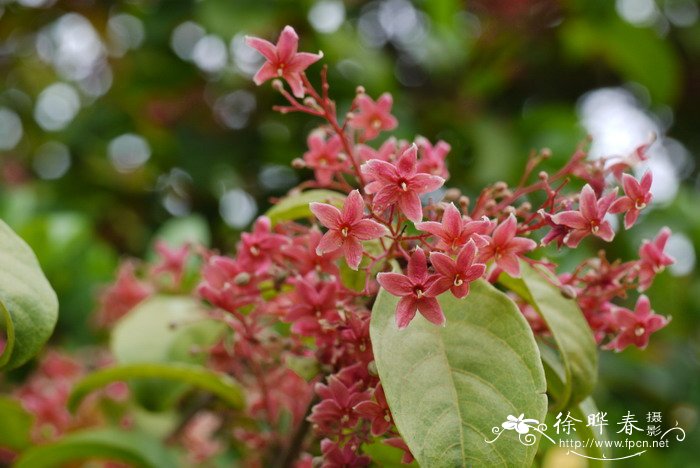 假苹婆Sterculia lanceolata 假苹婆Sterculia lanceolata