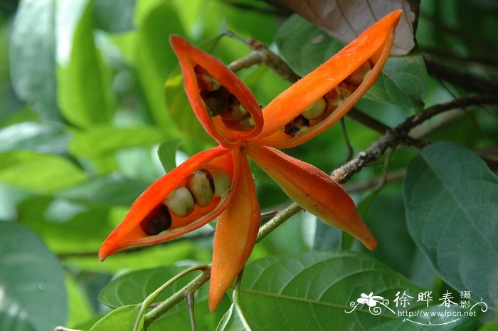 假苹婆Sterculia lanceolata 假苹婆Sterculia lanceolata