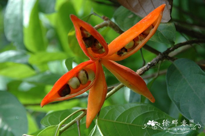 假苹婆Sterculia lanceolata