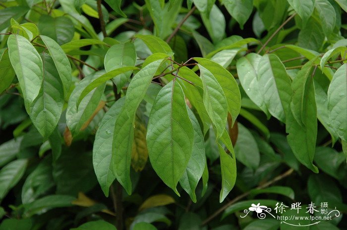 假苹婆Sterculia lanceolata 假苹婆Sterculia lanceolata