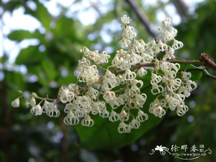 苹婆Sterculia monosperma