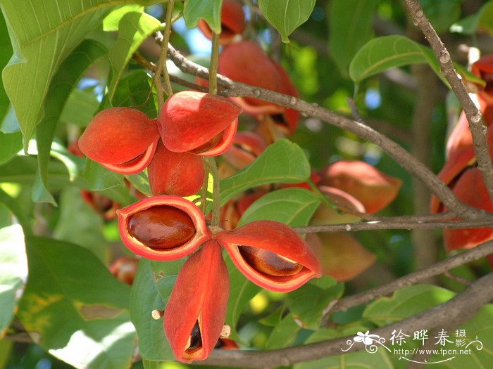 苹婆Sterculia monosperma