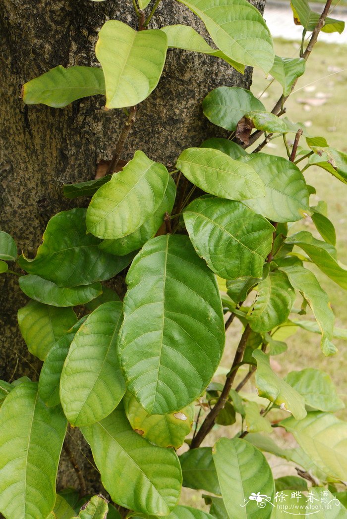 苹婆Sterculia monosperma