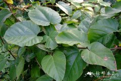 刺果藤Byttneria grandifolia