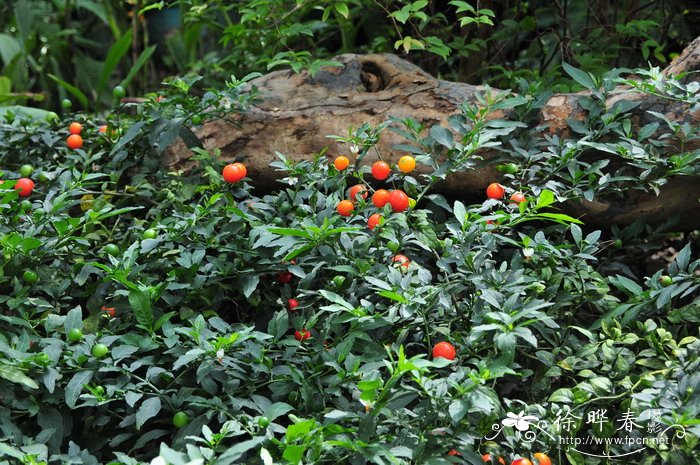 冬珊瑚Solanum pseudocapsicum var. diflorum 冬珊瑚Solanum pseudocapsicum var. diflorum