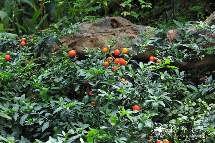 冬珊瑚Solanum pseudocapsicum var. diflorum