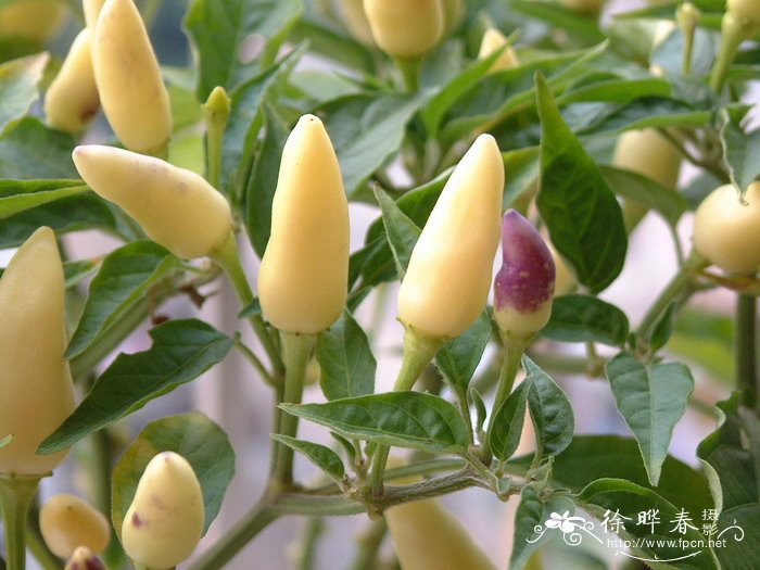 朝天椒Capsicum annuum var. conoides 朝天椒Capsicum annuum var. conoides
