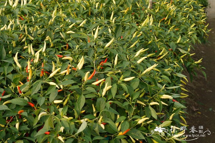 朝天椒Capsicum annuum var. conoides 朝天椒Capsicum annuum var. conoides