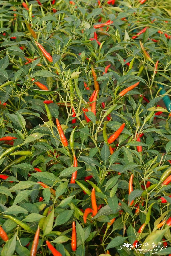 朝天椒Capsicum annuum var. conoides 朝天椒Capsicum annuum var. conoides