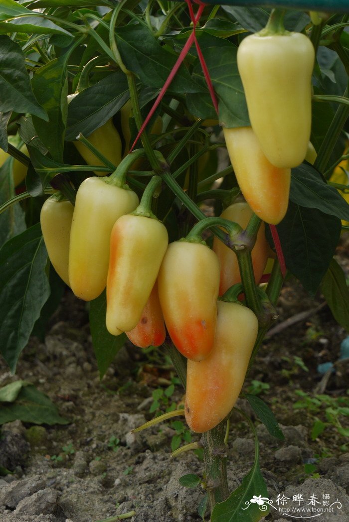 辣椒Capsicum annuum 辣椒Capsicum annuum