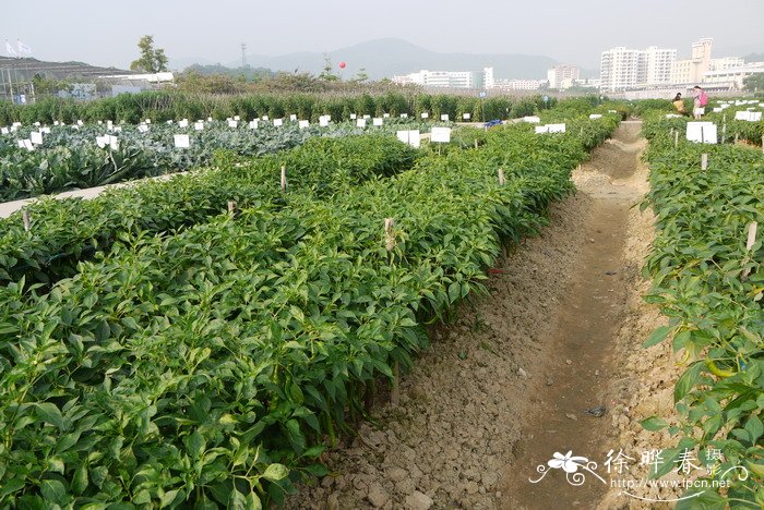 辣椒Capsicum annuum 辣椒Capsicum annuum