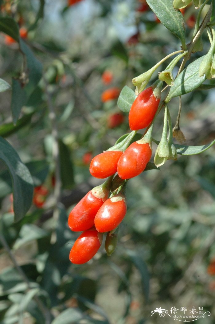 宁夏枸杞Lycium barbarum 宁夏枸杞Lycium barbarum