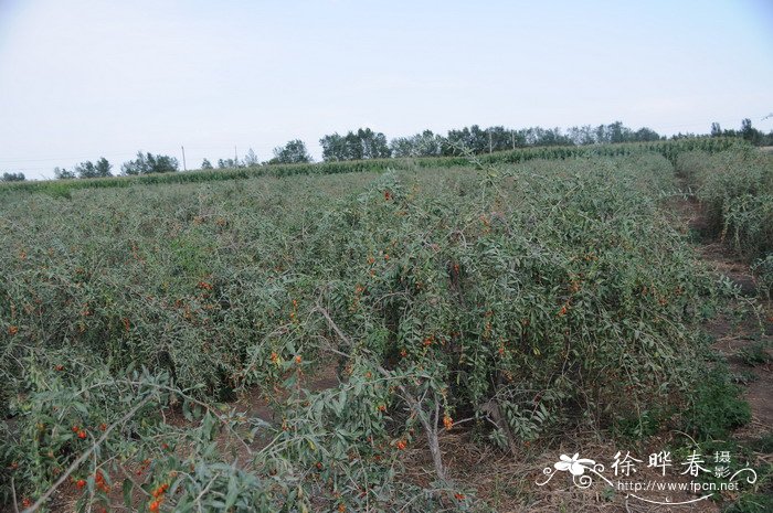 宁夏枸杞Lycium barbarum 宁夏枸杞Lycium barbarum