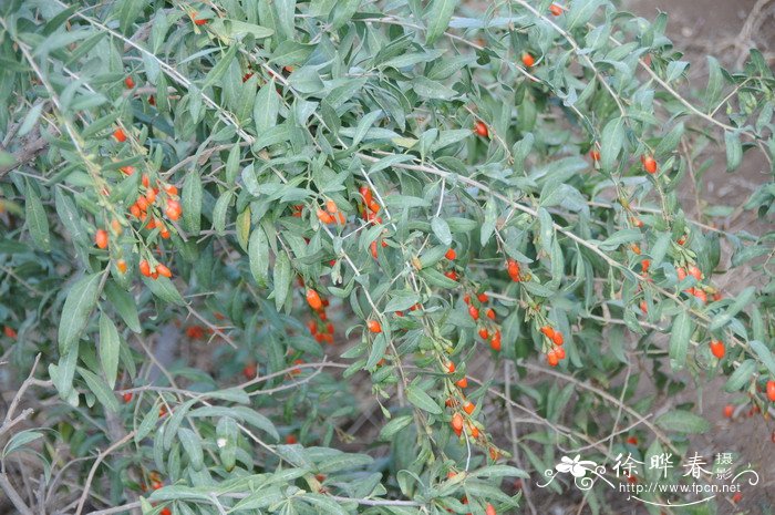 宁夏枸杞Lycium barbarum 宁夏枸杞Lycium barbarum