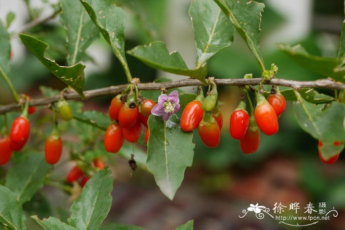 枸杞Lycium chinense 枸杞Lycium chinense