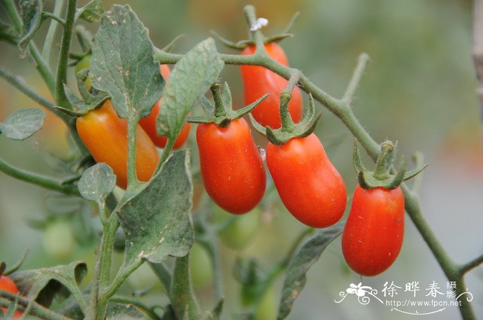樱桃番茄Lycopersicon esculentum var. cerasiforme 樱桃番茄Lycopersicon esculentum var. cerasiforme